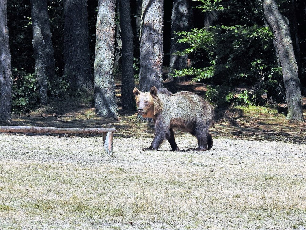 Urs brun din Carpati, intr-o poiana de la marginea padurii